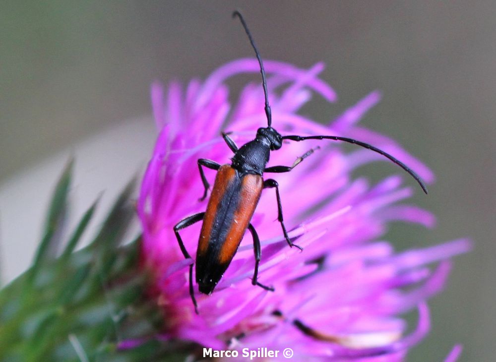 Stenurella melanura (Strangalia melanura)